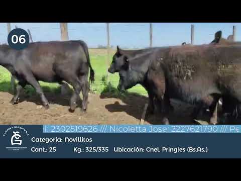 Lote Nll inv- Cnel Pringles Bs As