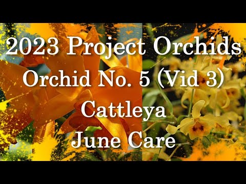2023 Project Orchids - The Only Cattleya (Vid 3)