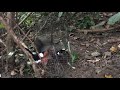 Pikat Burung Murai Batu Di Dalam Hutan