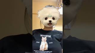 Download lagu Tik Tok Hot 🔥🔥🔥 Challenge Boobs With Filter Dogs mp3 Download lagu Tik Tok Hot 🔥🔥🔥 Challenge Boobs With Filter Dogs mp3