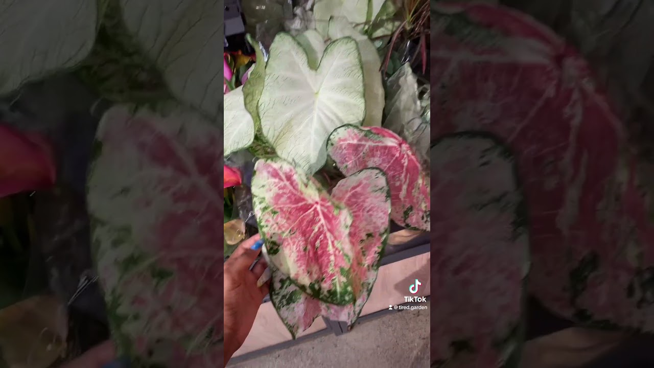 Ok Lidl with the cheap caladiums