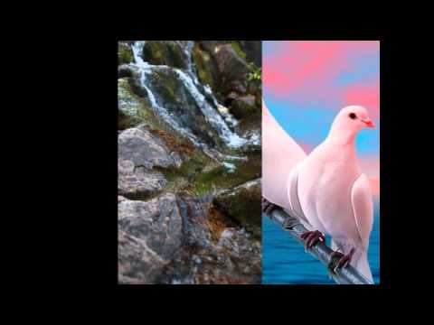 download lagu mp3 mp4 Meri Chahat Tumse Hai, download mp3 Meri Chahat Tumse Hai free download mp3, download mp3 Meri Chahat Tumse Hai