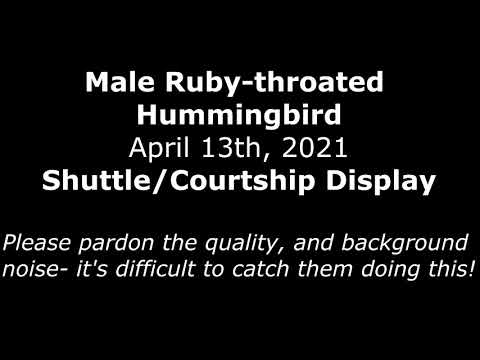Ruby-throated Hummingbird Dive/Courtship Display
