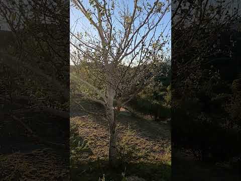 Luna Mapá, El Volcán, San Luis.