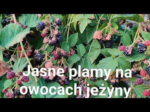 Jasne plamy na owocach jeżyny.