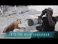 Capturing The Majestic Sundarbans Tigers My Filming Adventure