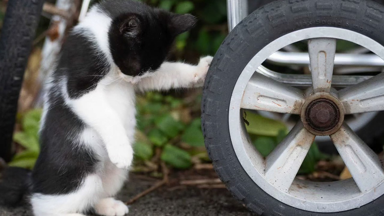 【人気の猫写真 2026年1月】NEKOくらぶ Jan/2026 ～ネコ好きはヤメラレナイ～