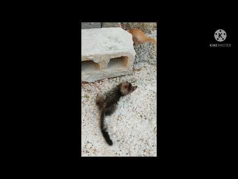 🐈🐈 cat funny video