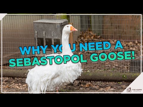 , title : 'Sebastopol Goose  Everything You Need To Know'