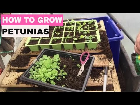 , title : '✅ How to Grow Petunias from Seed - Start to Finish.