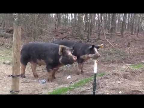 Berkshire Pigs