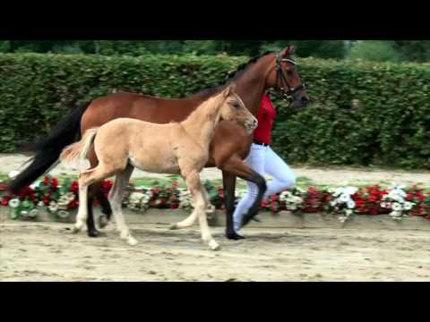 92 Die Biene Maja Stute v. Dating AT - FS Champion de Luxe