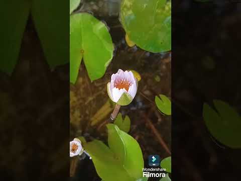 #waterlily #peacefulmusic #music #timelapse Blooming waterlily