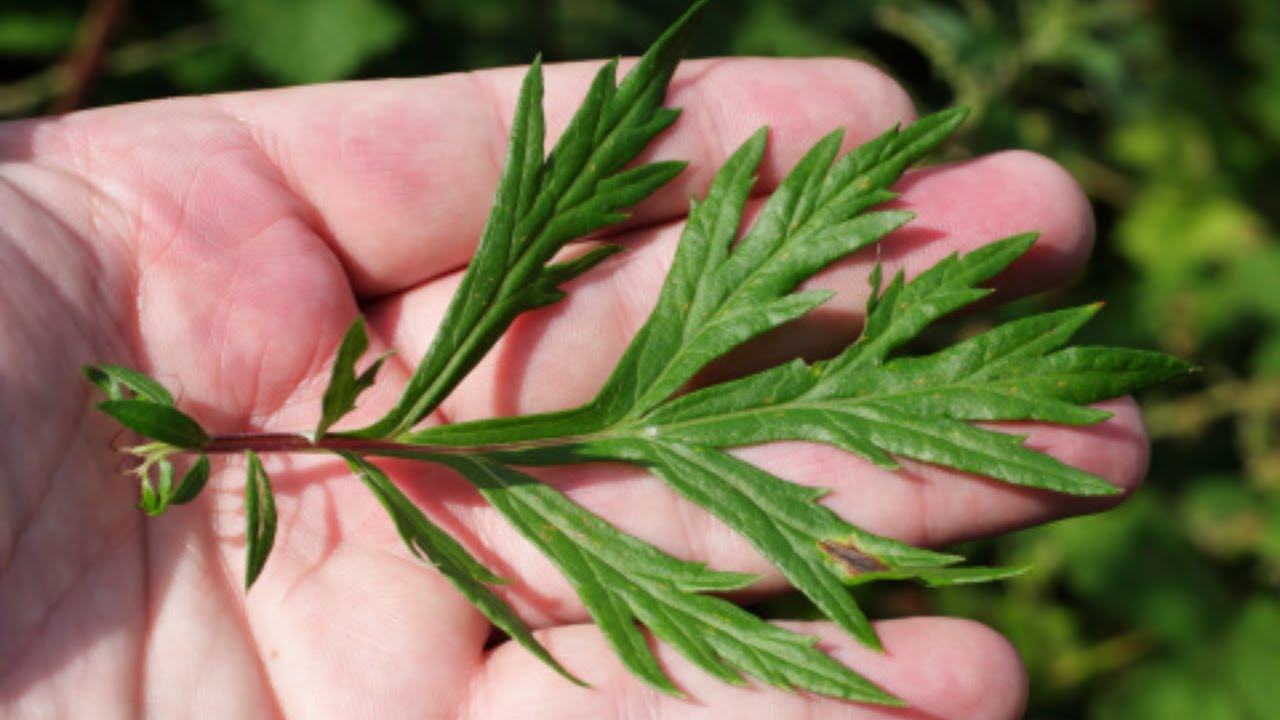 Regula o COLESTEROL, Desinflama o Corpo e Acaba com ANEMIA 💖 MARILENE SARAH FIALHO