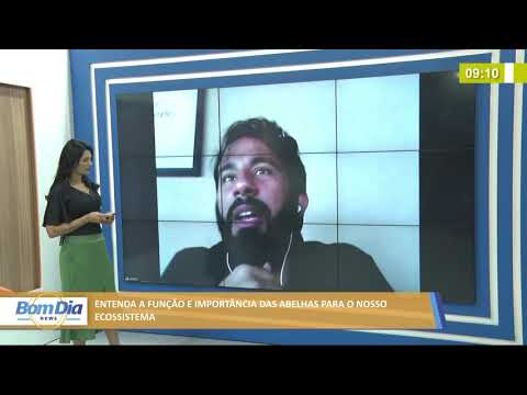 Entenda a função e importância das abelhas para o nosso ecossistema 28 07 2021