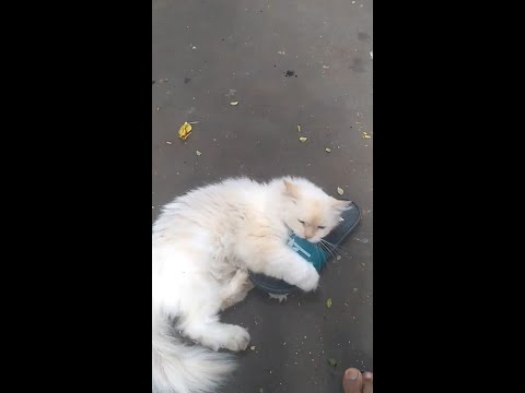 Como fica nosso lado irracional no racionalismo panenteísta?