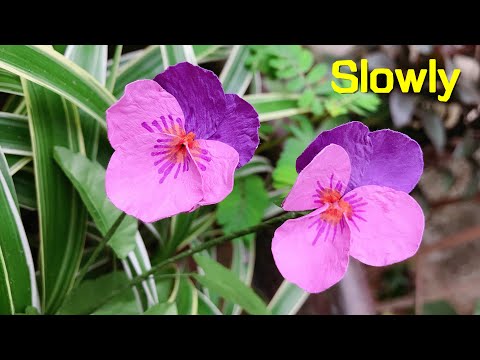 ABC TV | How To Make Pansy Paper Flower With Shape Punch (Slowly) - Craft Tutorial