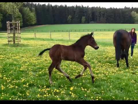 Trakehner Hengstfohlen LIMAO