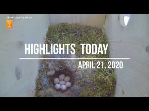 Highlights Today (breeding, nesting, pheasants, blackbirds, ...) Recke, Germany - 21. April 2020