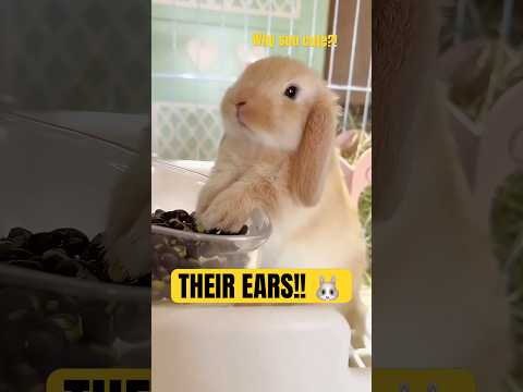 Why Some Rabbits Have Floppy Ears? 🐰