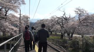 preview picture of video '桜の咲く駅「塩之沢」　Cherry Blossoms and Train'