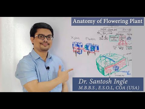 Anatomy of flowering plant