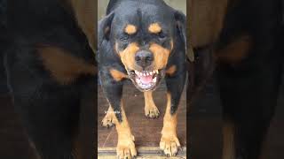 ANGRY DOG BARKING sound effects HD