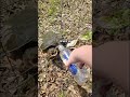 Crimes against turtles