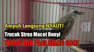 Download lagu Terapi Air Ampuh Trucukan Stres Macet Bunyi, Suara Pancingan Masteran Trucuk Biar Cepat Nyaut Gacor mp3