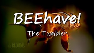 Download lagu 🐝BEEhave! X The Tumbler mp3