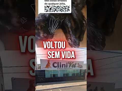 GATO MORRE após CASTRAÇÃO e FAMÍLIA BUSCA RESPOSTAS em Itaú de Minas  #noticias