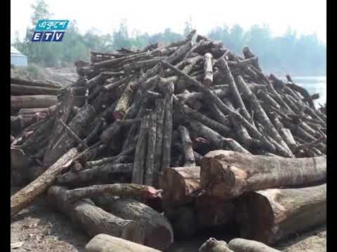 গাজীপুরের বনের ভেতরে শতাধিক অবৈধ করাতকল
