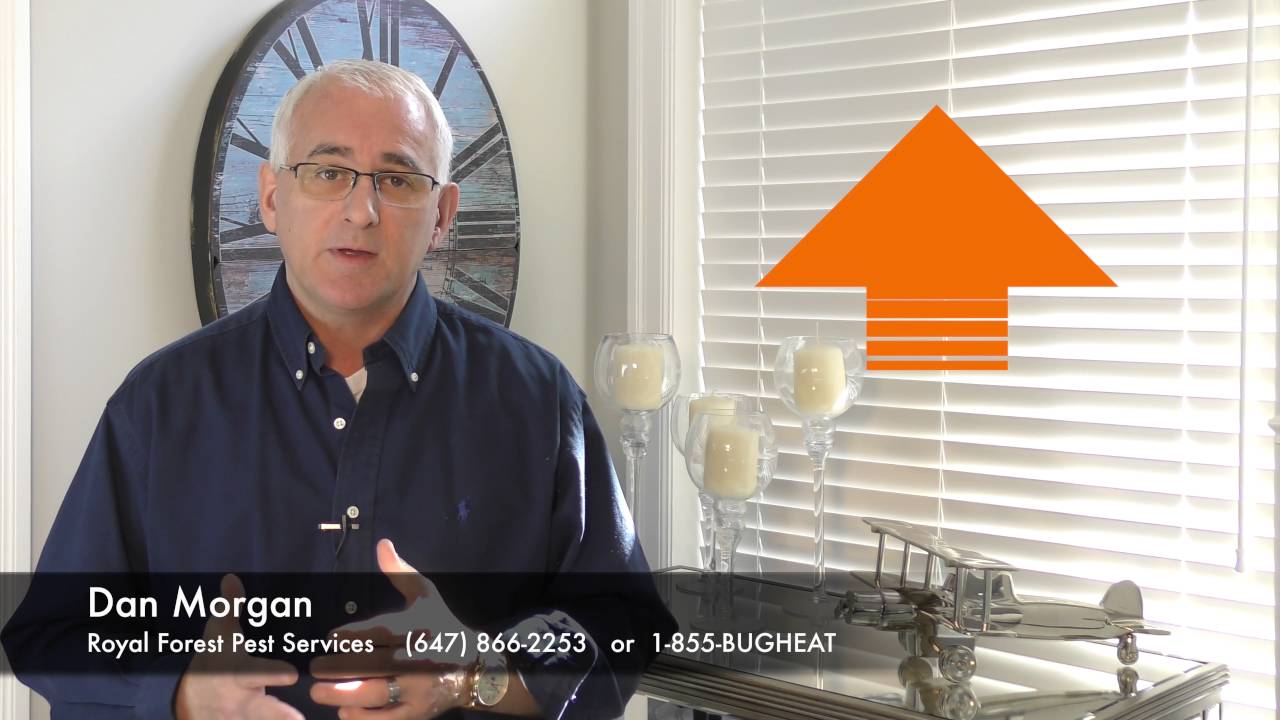 Does Heat Kill Bed Bugs? What temperature kills bed bugs?