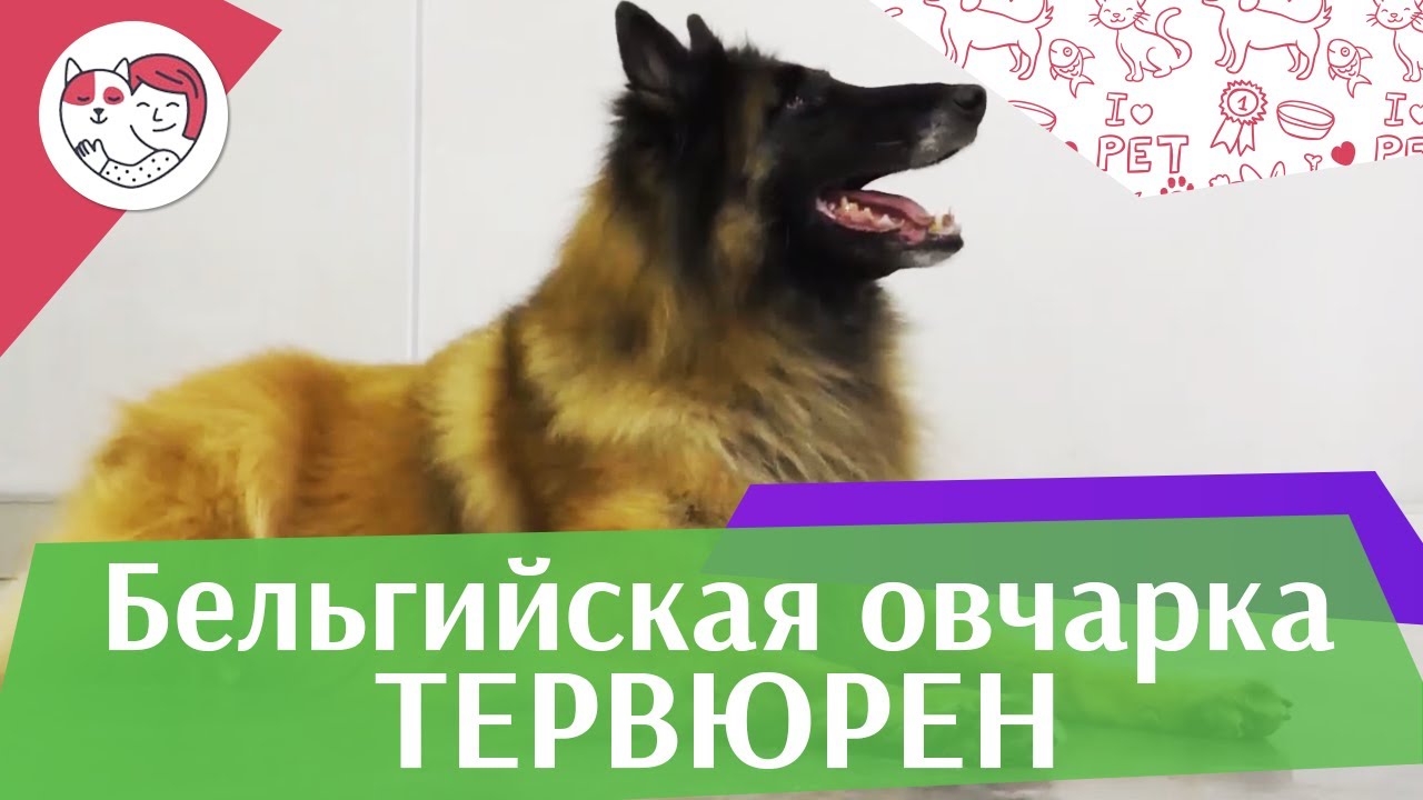Бельгийская овчарка тервюрен. Особенности. Уход