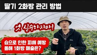 2월 5일 딸기 재배 기술 라이브!! 2화방 관리 방법 및 1화방 매출은 올해 얼마나??