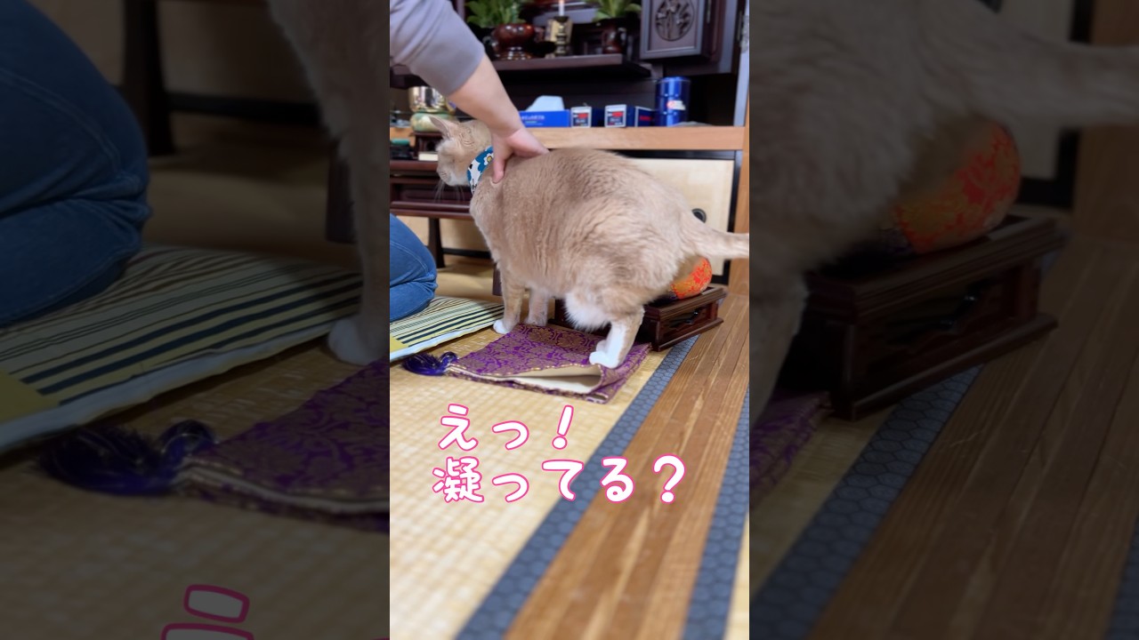 【猫和尚】お尻ぺんぺんから肩凝りまで #猫のいる暮らし #猫癒し #猫かわいい