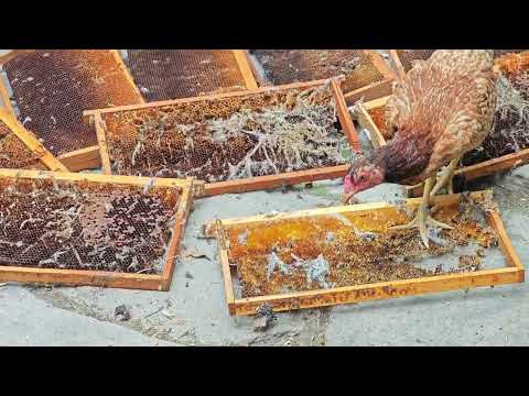 Aytekin Bal ve Arıcılık