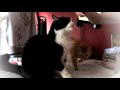 Miles The 20lb Tuxedo Cat Wants Treats And Blabs In Feline