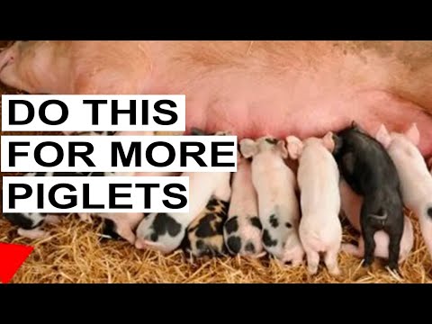 The Strategy To Getting More Piglets From Your Pigs (Pigs Gives Birth To More Piglets)