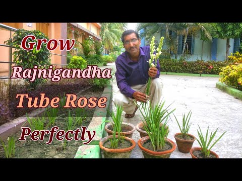 download lagu mp3 mp4 Tuberose, download lagu Tuberose gratis, unduh video klip Tuberose