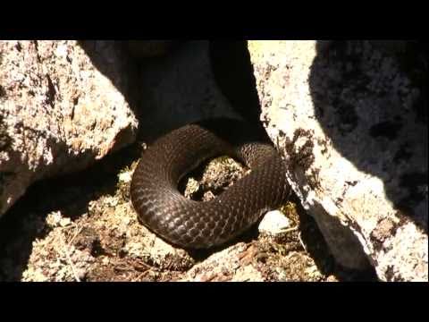 download lagu mp3 mp4 Bergviper, download lagu Bergviper gratis, unduh video klip Bergviper