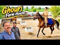 Inside A Beautiful Desi Farm Amazing Horses Dogs Village Life Pakistan Farm Tour