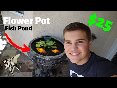 download lagu mp3 mp4 Pot Fish, download lagu Pot Fish gratis, unduh video klip Pot Fish