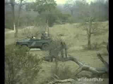 Part 2 Elephant adventure