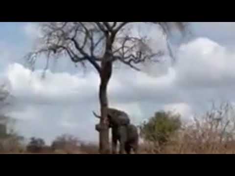 Unbelievable moment as an elephant knocks down a massive tree