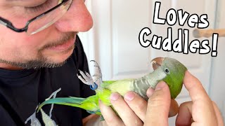 Quaker Parrot Cuddles & Handling Prepare for Veterinary Care
