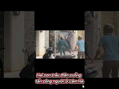 hai con trâi điên