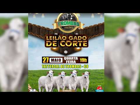 LEILÃO  GADO DE CORTE TROMBAS LEILÕES - TROMBAS GOIAS  - 27 / 05 / 2026