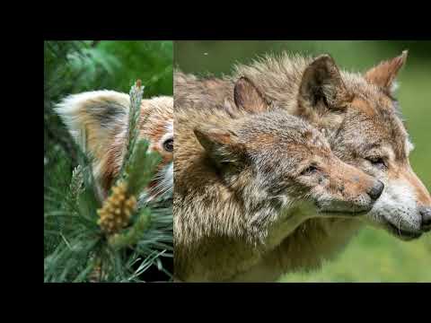 Expédition Pairi Daiza 2022   Création de sites   0460 22 15 16