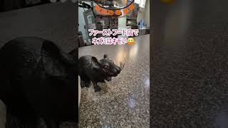 🇨🇦娘のアップが一番怖い!? #ハロウィン